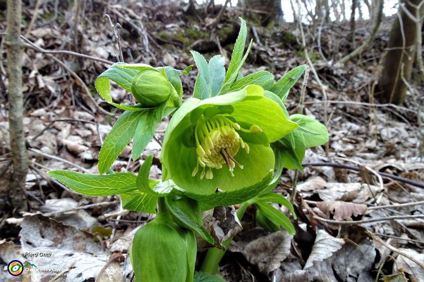 12 Helleborus viridis  (Elleboro verde).JPG